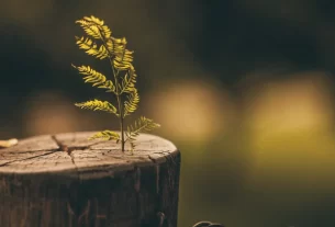 Resiliência