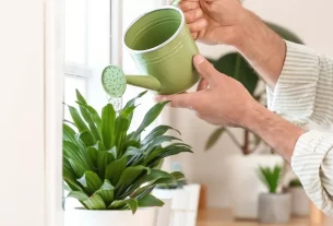 Plantas fáceis para mães