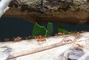 Formigas Cortando Minhas Plantas Caseiras?