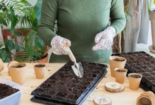 Horta Caseira e Poluição