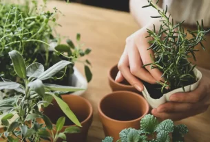 Horta de Temperos: Como Começar e Evitar Erros Comuns
