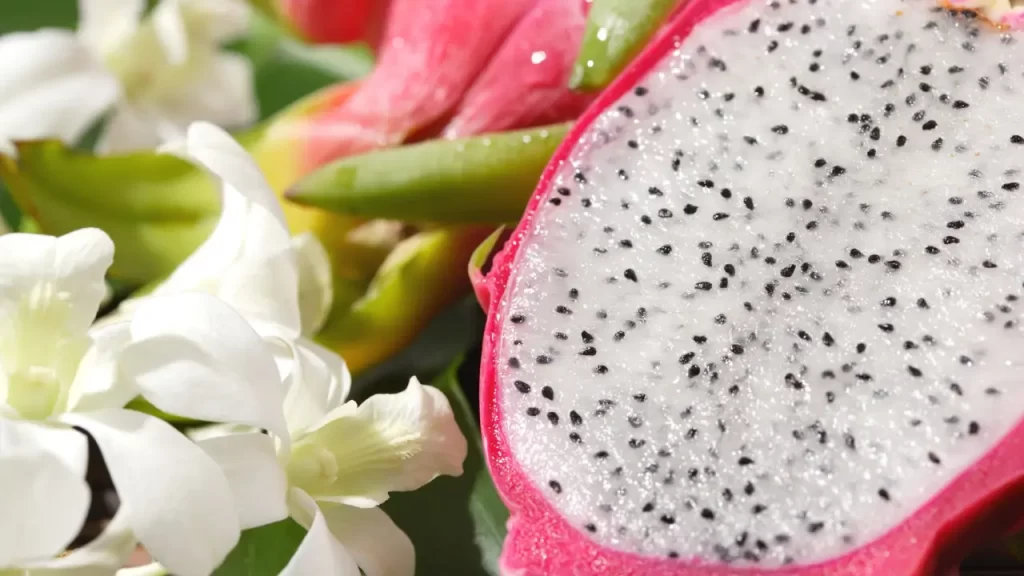 Sabor da Pitaya definido por uma bela pitaya da poupa branca.