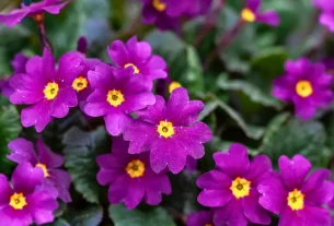 Jardinagem Consciente: Cultivando a Paz Interior