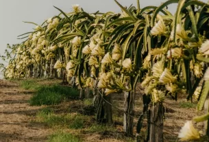Plantação de cactos com pitayas verdes penduradas nos caules, demonstrando que a pitaya é um cacto em seu habitat de cultivo.