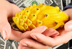 Mãos segurando uma pitaya amarela madura. Plantação de Pitaya Dá Lucro ?