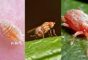 Imagem dividida em três partes, mostrando pragas comuns na pitaya: à esquerda, uma cochonilha-farinhenta branca e cerosa; ao centro, uma mosca-das-frutas pousada em uma folha; e à direita, um ácaro-vermelho sobre uma superfície verde.