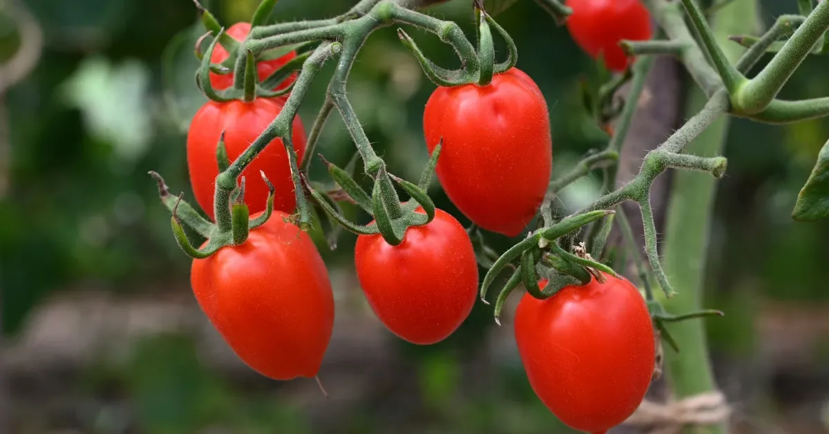 Como Fazer uma Horta no Quintal: 5 Passos Simples