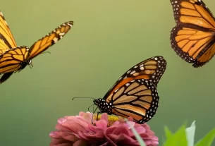 Biodiversidade: 5 Ideias Criativas Para Jardins Únicos