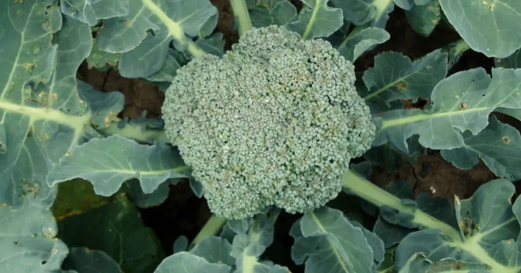 Brócolis na varanda visto de cima, com folhas verdes e cabeça central desenvolvida, cultivado em solo.