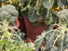 Brócolis cultivados em vasos em uma varanda, com folhas verdes e cabeças de brócolis desenvolvidas. Brócolis na varanda