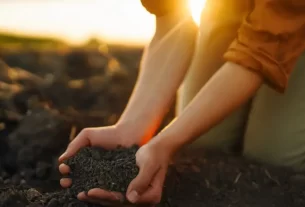 A Alquimia do Solo: Transforme Terra em Reflexões