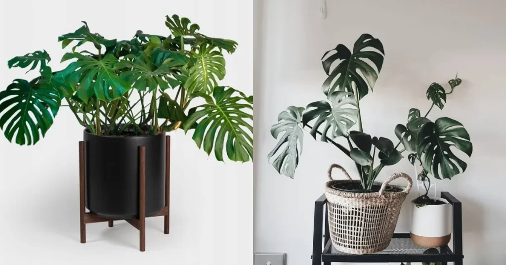 A planta que transforma qualquer ambiente.