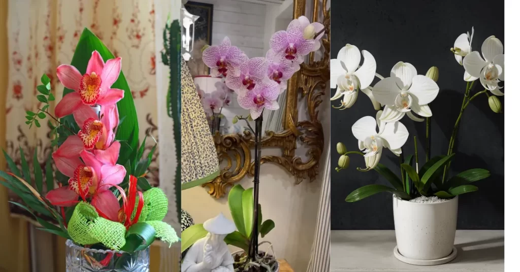 Três arranjos de orquídeas: à esquerda, orquídeas rosas com folhas verdes e laço decorativo; ao centro, orquídeas lilás em vaso transparente; à direita, orquídeas brancas em vaso branco.