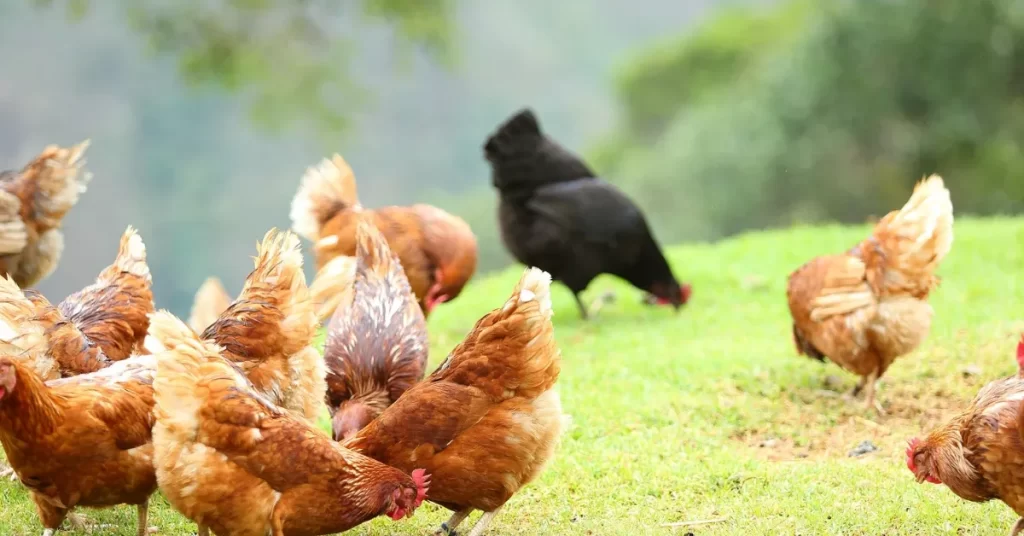 Como era a vida na roça antigamente: 5 curiosidades