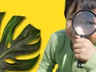 A planta que transforma qualquer ambiente