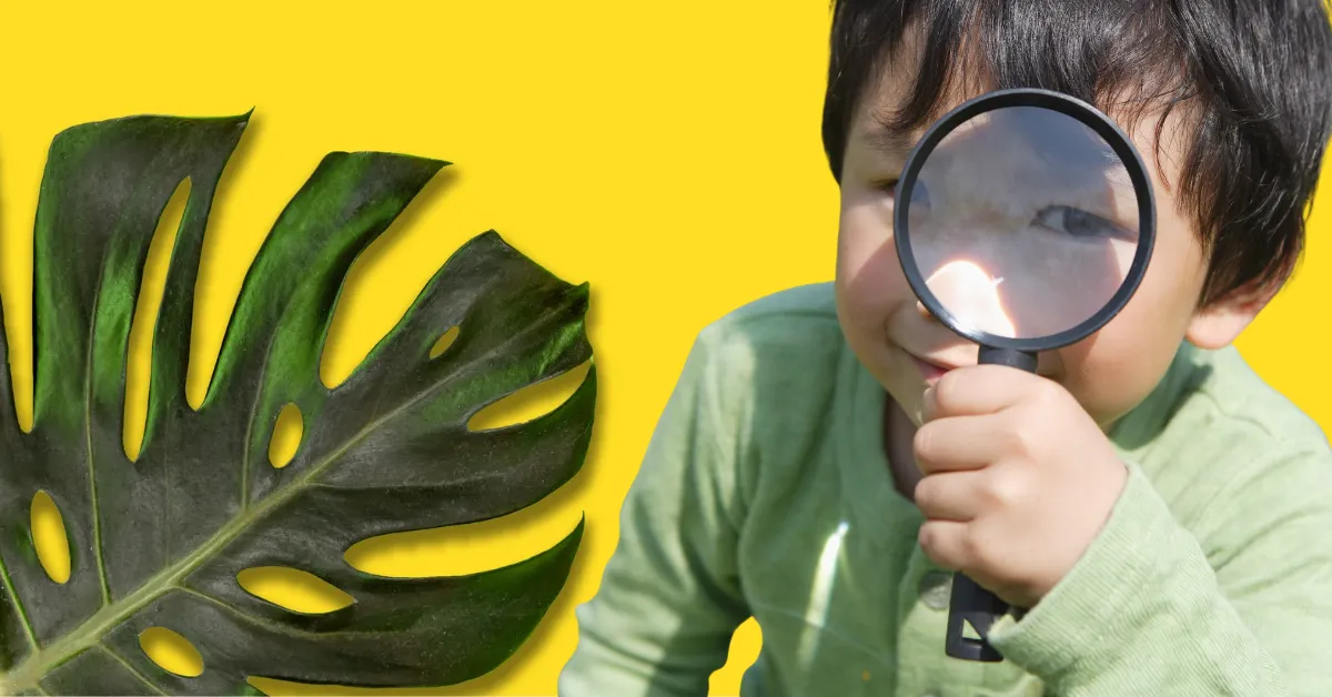 A planta que transforma qualquer ambiente