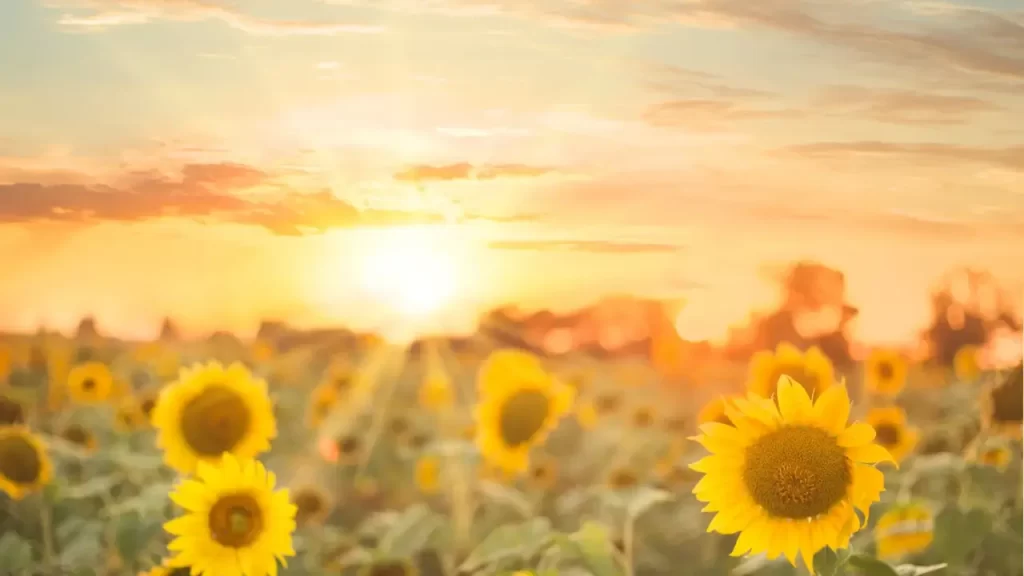 Girassol tem que ficar no sol? Saiba agora!
