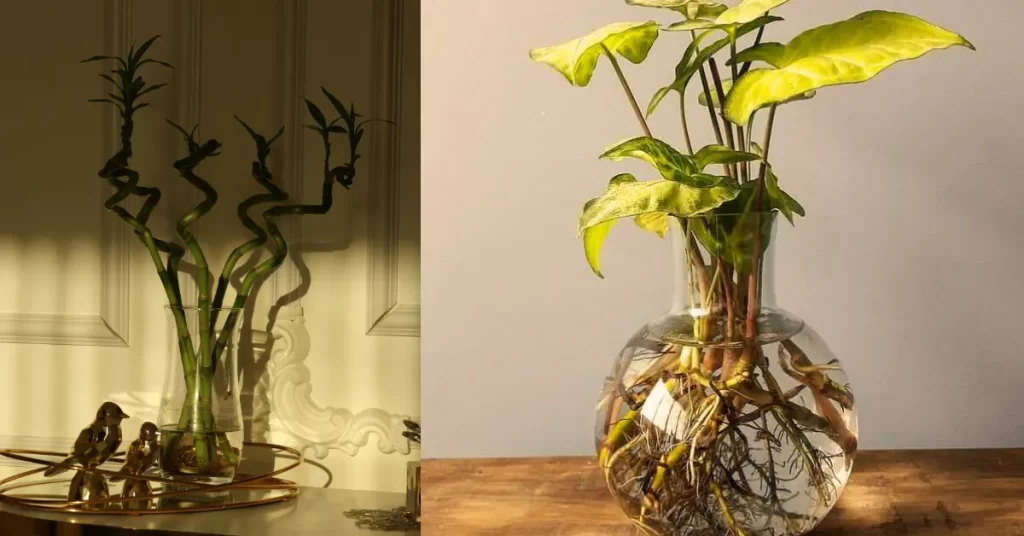 Dois vasos de vidro com plantas aquáticas: à esquerda, bambu-da-sorte com caules retorcidos; à direita, planta de folhas verdes com raízes visíveis submersas na água.