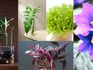 Montagem com diferentes plantas aquáticas e de ambientes úmidos: à esquerda, bambu-da-sorte em vaso de vidro com pedras; ao centro, folhas de filodendro e planta verde em vasos transparentes; à direita, plantas com flores coloridas em tons de roxo e lilás.