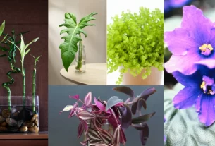 Montagem com diferentes plantas aquáticas e de ambientes úmidos: à esquerda, bambu-da-sorte em vaso de vidro com pedras; ao centro, folhas de filodendro e planta verde em vasos transparentes; à direita, plantas com flores coloridas em tons de roxo e lilás.