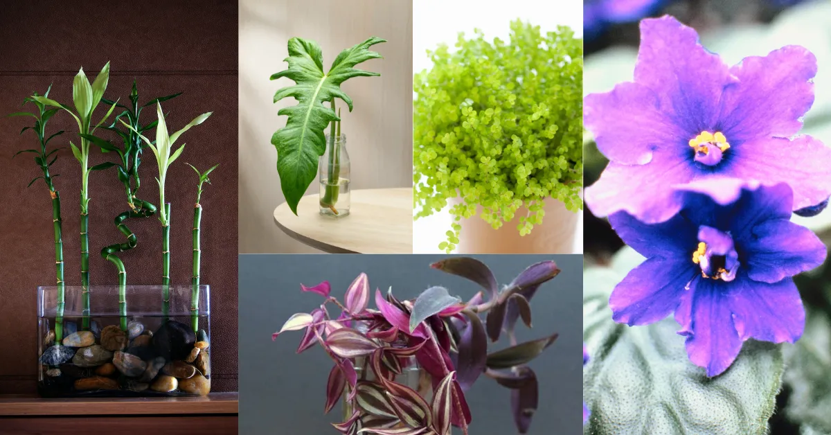 Este jardim aquático cabe na sua estante — E é quase autossuficiente