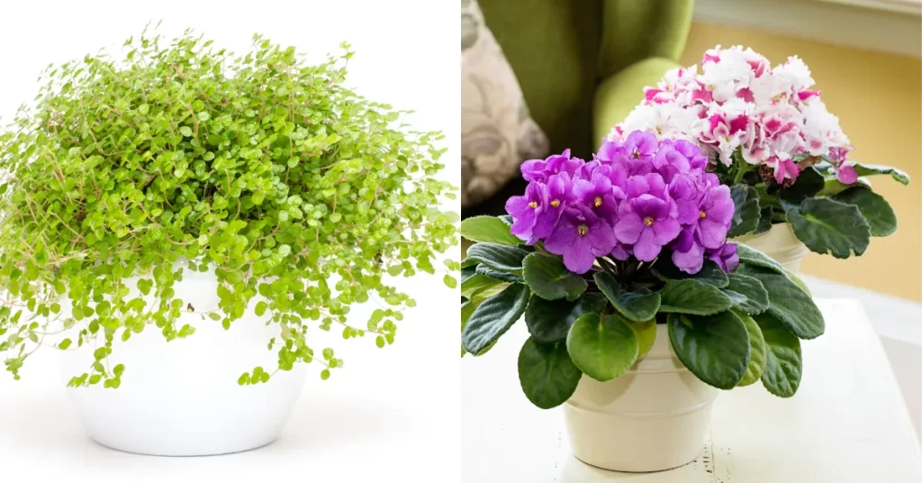 Vaso de planta aquática com folhagem verde delicada ao lado de vaso com violetas de flores roxas e brancas.