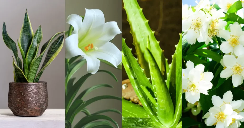 Plantas que Elevam a Alma: Espiritualidade em Vaso