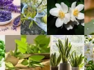 Plantas que Elevam a Alma: Espiritualidade em Vaso